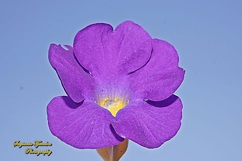 Bush Clockvine, Thunbergia erecta, family Acanthaceae  Bush clock vine,Fall,Geotagged,Indonesia,Thunbergia erecta