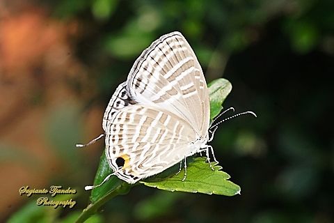 Common cerulean Butterfly, Jamides Celeno, family Lycaenidae  Common cerulean,Fall,Geotagged,Indonesia,Jamides celeno