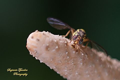 Oriental fruit fly, Bactrocera Dorsalis  Bactrocera dorsalis,Fall,Geotagged,Indonesia,Oriental Fruit Fly