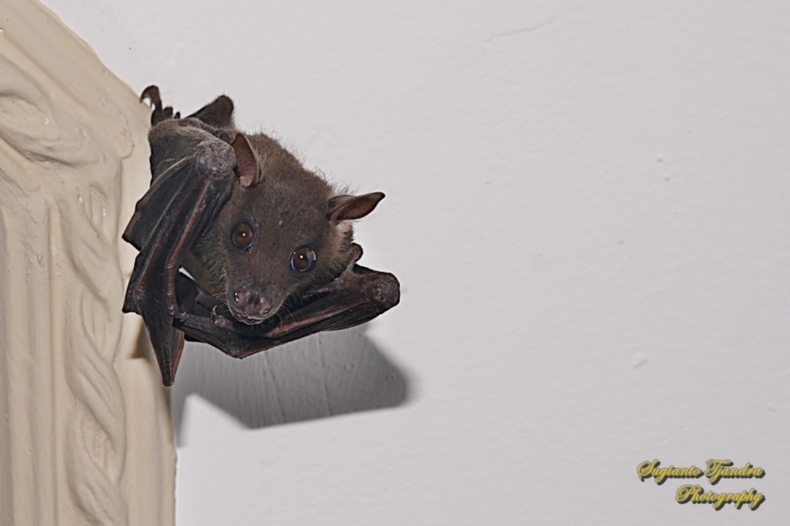 The minute fruit bat, Cynopterus minutus (????), family Pteropodidae  Cynopterus minutus,Fall,Geotagged,Indonesia,Minute fruit bat