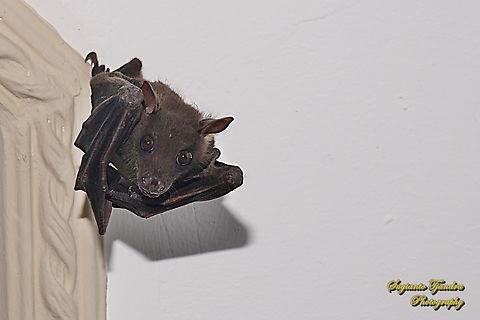 The minute fruit bat, Cynopterus minutus (????), family Pteropodidae  Cynopterus minutus,Fall,Geotagged,Indonesia,Minute fruit bat