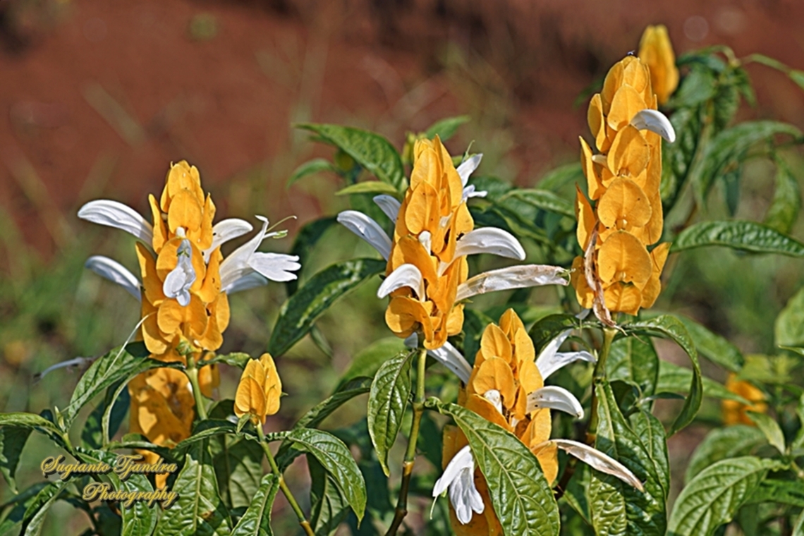 The Golden Shrimp Plant, Pachystachys lutea  Fall,Geotagged,Golden Shrimp Plant,Indonesia,Pachystachys lutea