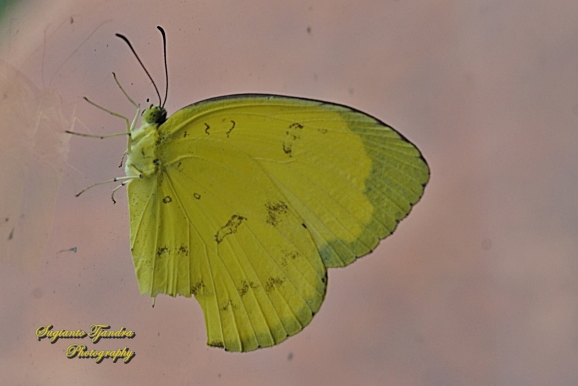 Three-spot grass yellow, Eurema blanda blanda  Eurema blanda,Fall,Geotagged,Indonesia,Three-spot grass yellow