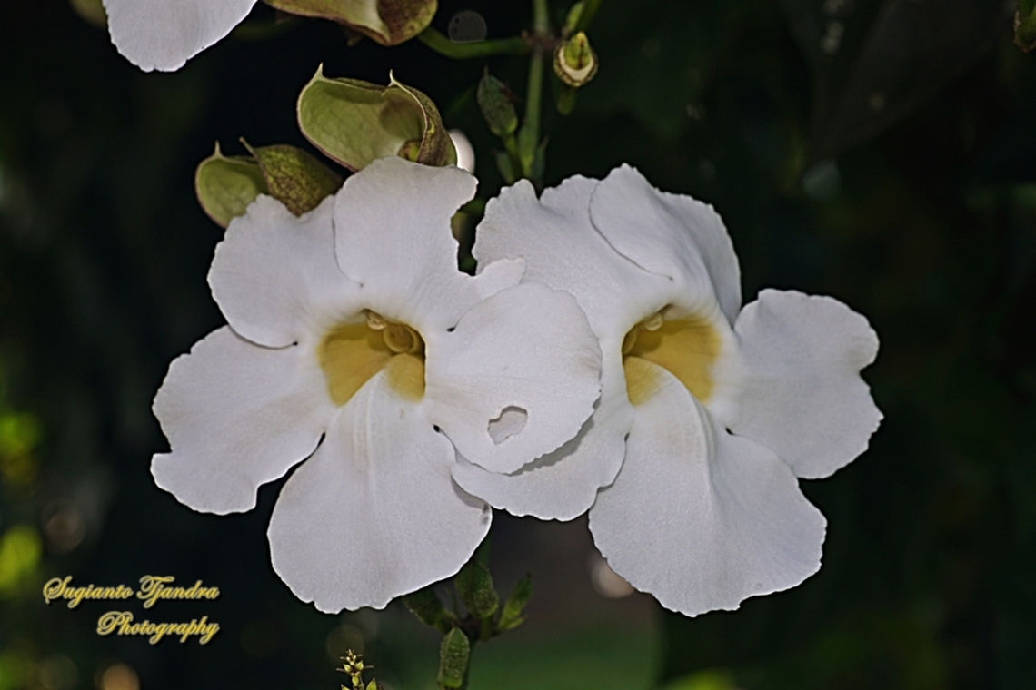 White Bengal Trumpet, Thunbergia grandiflora alba  Bengal clockvine,Fall,Geotagged,Indonesia,Thunbergia grandiflora