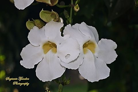 White Bengal Trumpet, Thunbergia grandiflora alba  Bengal clockvine,Fall,Geotagged,Indonesia,Thunbergia grandiflora