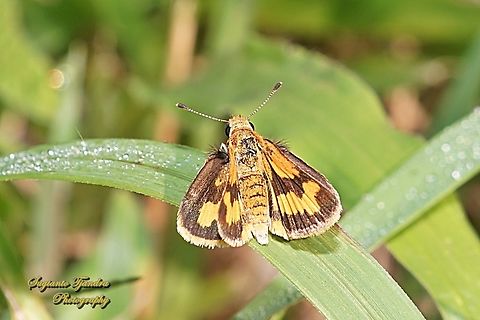 Skipper Butterfly - The Lesser Dart, Potanthus omaha  Fall,Geotagged,Indonesia,Lesser dart,Potanthus omaha