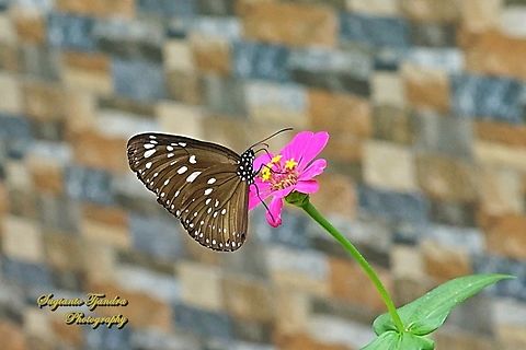 Striped Blue Crow Butterfly, Euploea mulciber basilissa - male "sucking nectar" on the Zinnia flower  Euploea mulciber,Fall,Geotagged,Indonesia,Striped Blue Crow