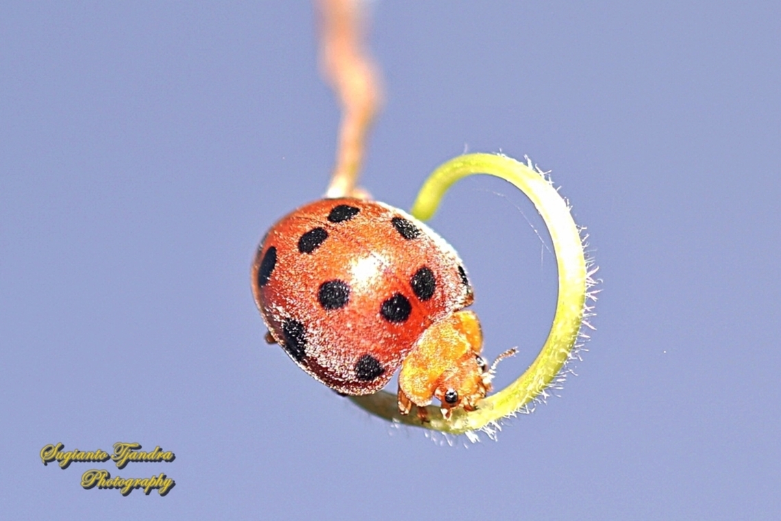 Hadda Beetle, Henosepilachna vigintioctopunctata, family Coccinellidae  Fall,Geotagged,Henosepilachna vigintioctopunctata,Indonesia