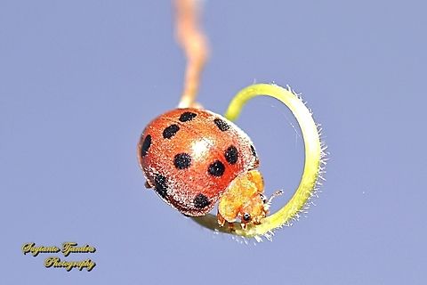 Hadda Beetle, Henosepilachna vigintioctopunctata, family Coccinellidae  Fall,Geotagged,Henosepilachna vigintioctopunctata,Indonesia