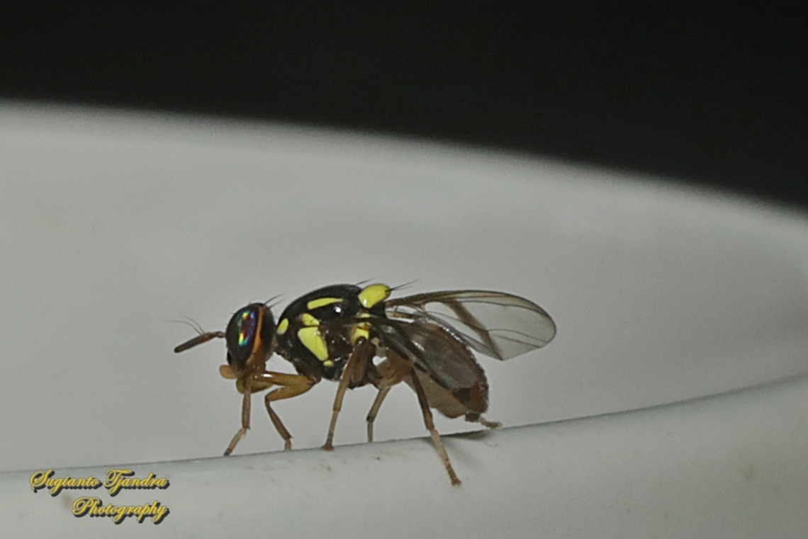 Oriental fruit fly, Bactrocera Dorsalis  Bactrocera dorsalis,Fall,Geotagged,Indonesia,Oriental Fruit Fly