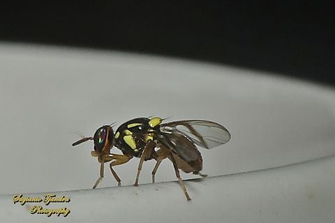 Oriental fruit fly, Bactrocera Dorsalis  Bactrocera dorsalis,Fall,Geotagged,Indonesia,Oriental Fruit Fly
