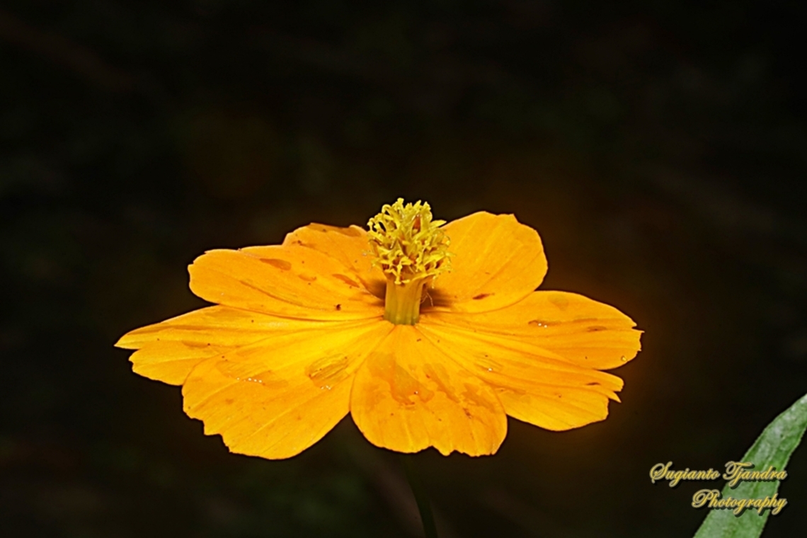 Orange Cosmos Flower, Cosmos sulphureus  Cosmos sulphureus,Fall,Geotagged,Indonesia,Sulfur Cosmos