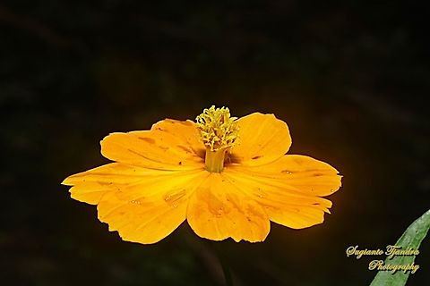Orange Cosmos Flower, Cosmos sulphureus  Cosmos sulphureus,Fall,Geotagged,Indonesia,Sulfur Cosmos