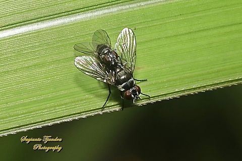 Tachinid fly, family Tachinidae "mating"  Fall,Geotagged,Indonesia