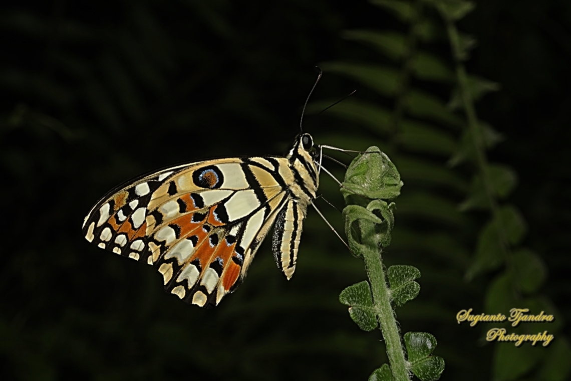 Ekor walet jeruk / Lime Swallowtail butterfly, Papilio demoleus  Fall,Geotagged,Indonesia,Lime Swallowtail,Papilio demoleus