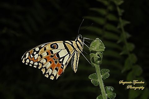 Ekor walet jeruk / Lime Swallowtail butterfly, Papilio demoleus  Fall,Geotagged,Indonesia,Lime Swallowtail,Papilio demoleus
