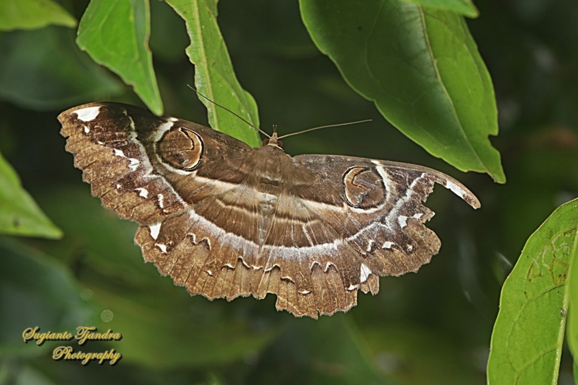 Erebus moth, Erebus ephesperis, family Erebidae  Erebus ephesperis,Fall,Geotagged,Indonesia