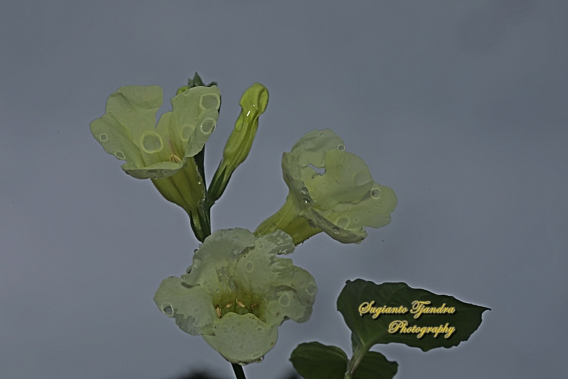 Heart-Leaf Priva, Priva cordifolia (Verbena family)  Fall,Geotagged,Heart-leaf Velvet Bur,Indonesia,Priva cordifolia