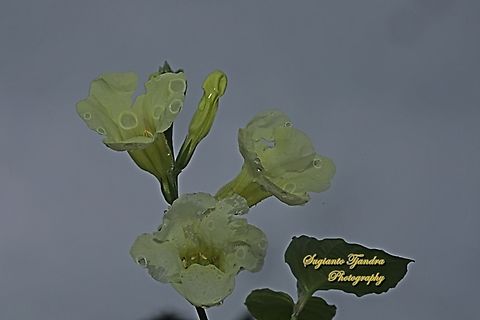 Heart-Leaf Priva, Priva cordifolia (Verbena family)  Fall,Geotagged,Heart-leaf Velvet Bur,Indonesia,Priva cordifolia