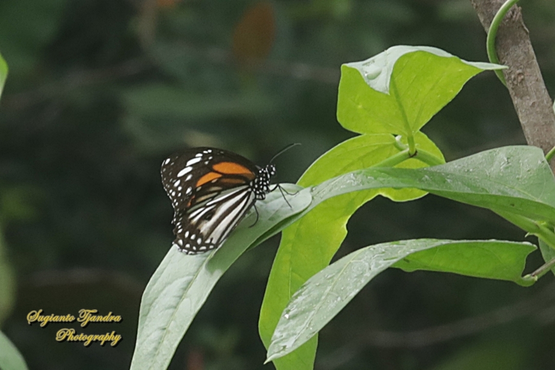 The black veined tiger, Danaus melanippus hegesippus  Black Veined Tiger,Danaus melanippus,Fall,Geotagged,Indonesia