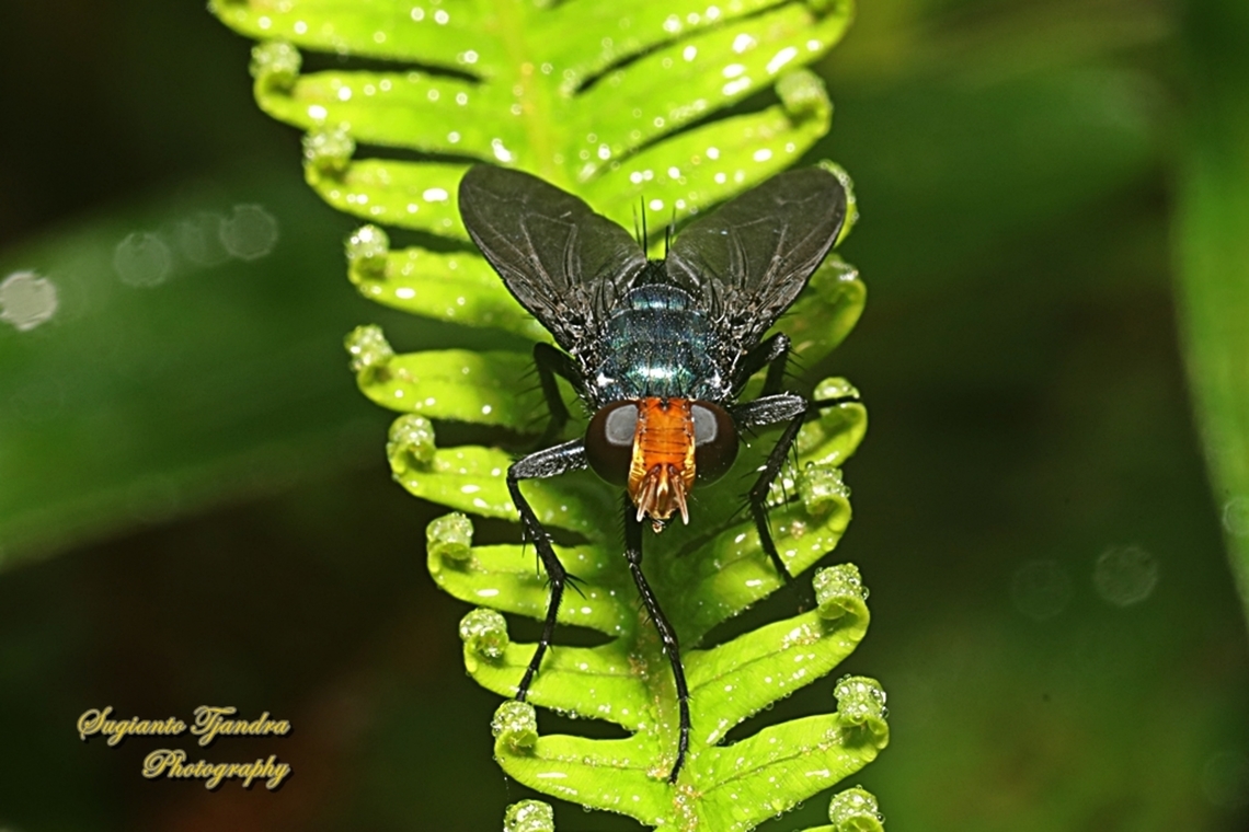 Large black-winged Blue fly, genus Silbomyia, Ameniinae  Fall,Geotagged,Indonesia