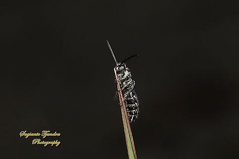 Scoliid Wasp, Compsomeris annulata (???), Scoliidae  Fall,Geotagged,Indonesia