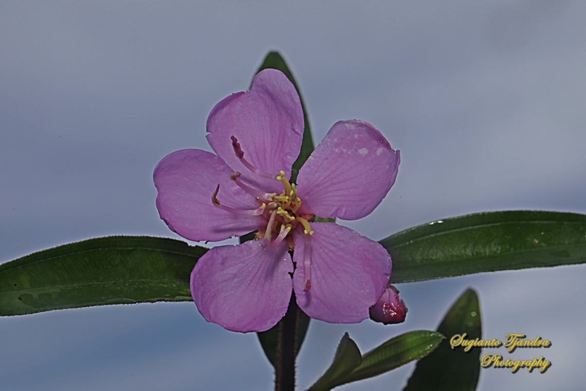 Senduduk flower, Malabar melastoma, Melastoma malabathricum  Fall,Geotagged,Indonesia,Malabar melastome,Melastoma malabathricum