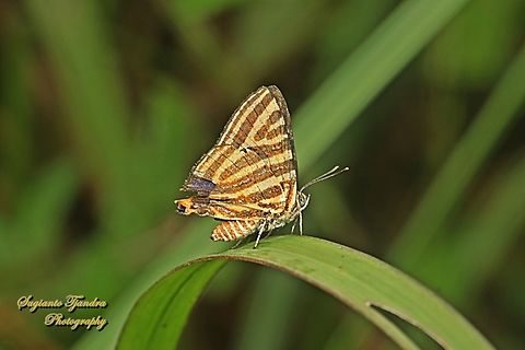 Long-banded Silverline, Cigaritis (Spindasis) lohita ssp lohita  Cigaritis lohita,Fall,Geotagged,Indonesia,Long-banded silverline