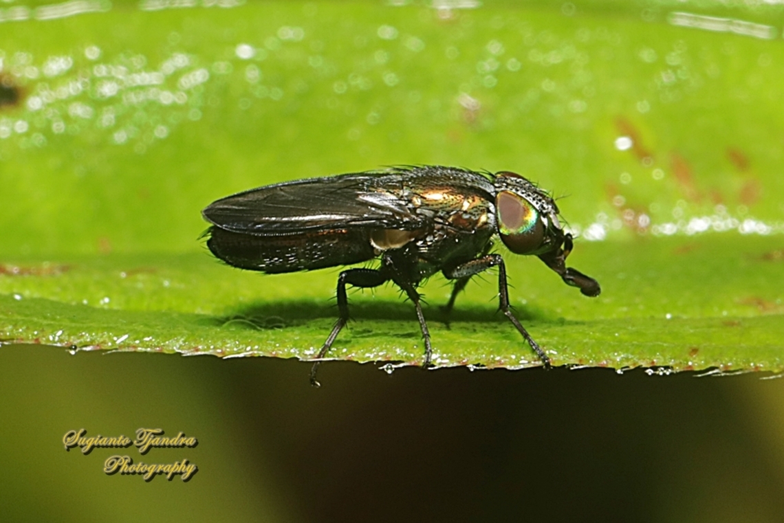 Nose fly, Rhinia apicalis, family Rhiniidae  Fall,Geotagged,Indonesia