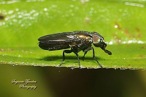 Nose fly, Rhinia apicalis, family Rhiniidae  Fall,Geotagged,Indonesia