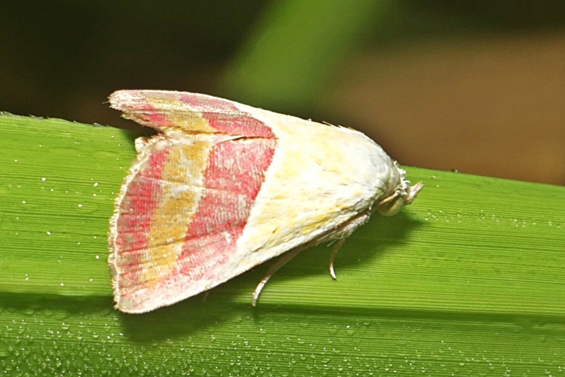 The Banner Moth, Eublemma dimidialis  Eublemma dimidialis,Fall,Geotagged,Indonesia