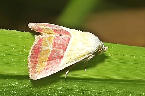 The Banner Moth, Eublemma dimidialis  Eublemma dimidialis,Fall,Geotagged,Indonesia