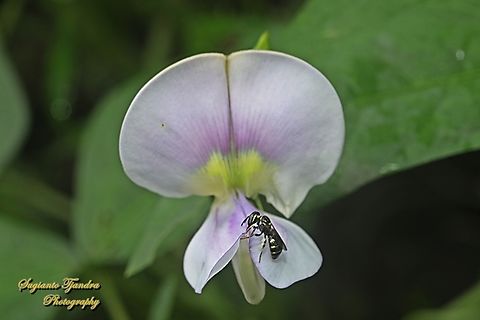 Small Carpenter bee, Ceratina collusor  Ceratina collusor,Companion Small Carpenter,Fall,Geotagged,Indonesia