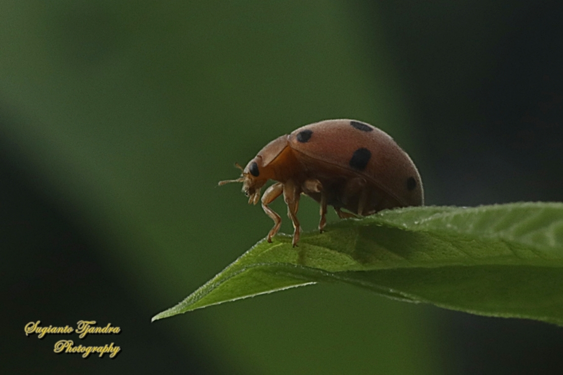 Hadda Lady Beetle, Henosephilachna vigintioctopunctata  family Coccinellidae  Fall,Geotagged,Hadda Beetle,Henosepilachna vigintioctopunctata,Henosepilachna&nbsp;vigintioctopunctata,Indonesia