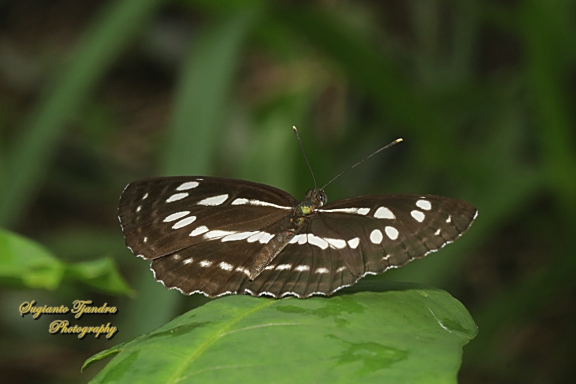 The Common Sailor Butterfly, Neptis hylas papaja  Common sailor,Fall,Geotagged,Indonesia,Neptis hylas
