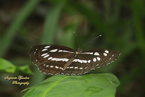 The Common Sailor Butterfly, Neptis hylas papaja  Common sailor,Fall,Geotagged,Indonesia,Neptis hylas