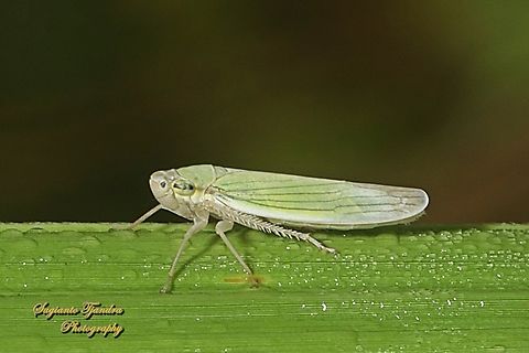 Common Green Leafhopper, Hortensia similis  Common Green Leafhopper,Fall,Geotagged,Hortensia similis,Indonesia