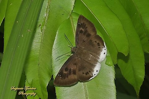 Large Snow Flat Butterfly, Tagiades gana gana  Fall,Geotagged,Indonesia,Suffused snow flat,Tagiades gana