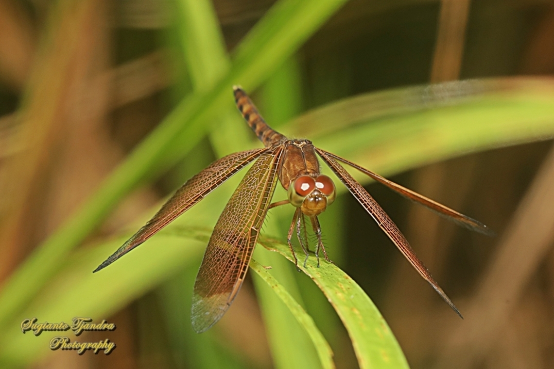 Grasshawk Dragonfly, Neurothemis fluctuans  Fall,Geotagged,Indonesia,Neurothemis fluctuans,Red Grasshawk