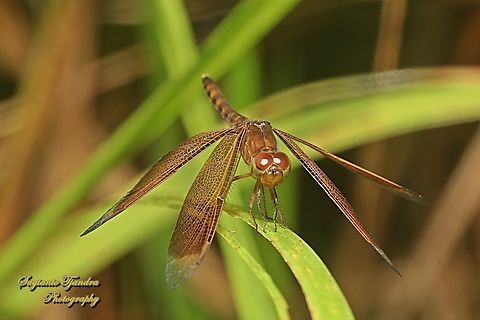 Grasshawk Dragonfly, Neurothemis fluctuans  Fall,Geotagged,Indonesia,Neurothemis fluctuans,Red Grasshawk