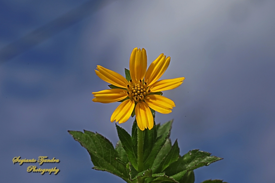 Trailing Daisy flower, Sphagneticola trilobata  Fall,Geotagged,Indonesia,Sphagneticola trilobata,Trailing Daisy