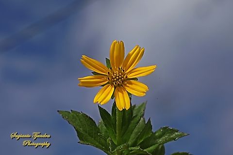 Trailing Daisy flower, Sphagneticola trilobata  Fall,Geotagged,Indonesia,Sphagneticola trilobata,Trailing Daisy