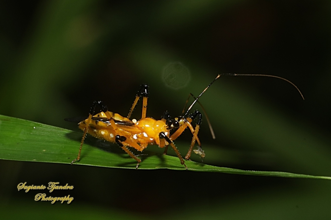 Assasin bug, Cosmolestes picticeps, family Reduviidae  Cosmolestes picticeps,Fall,Geotagged,Indonesia