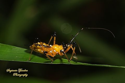 Assasin bug, Cosmolestes picticeps, family Reduviidae  Cosmolestes picticeps,Fall,Geotagged,Indonesia