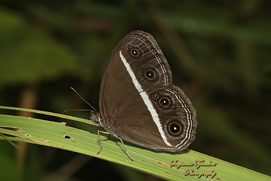 Dark Grass Brown Butterfly, Orsotriaena medus cinerea  Dark grass-brown,Fall,Geotagged,Indonesia,Orsotriaena medus