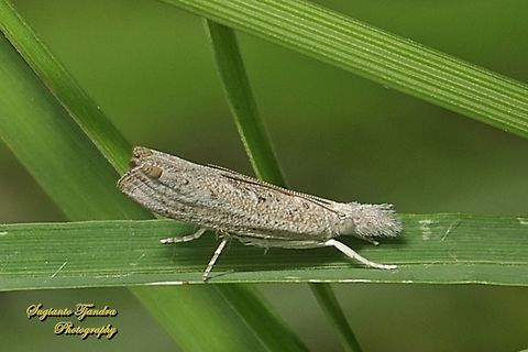 Grass moth, Culladia Sp., family Crambidae  Fall,Geotagged,Indonesia