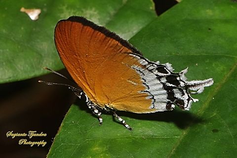 The Branded Imperial Butterfly, family Lycaenidae  Banded Imperial Butterfly,Eooxylides tharis,Fall,Geotagged,Indonesia