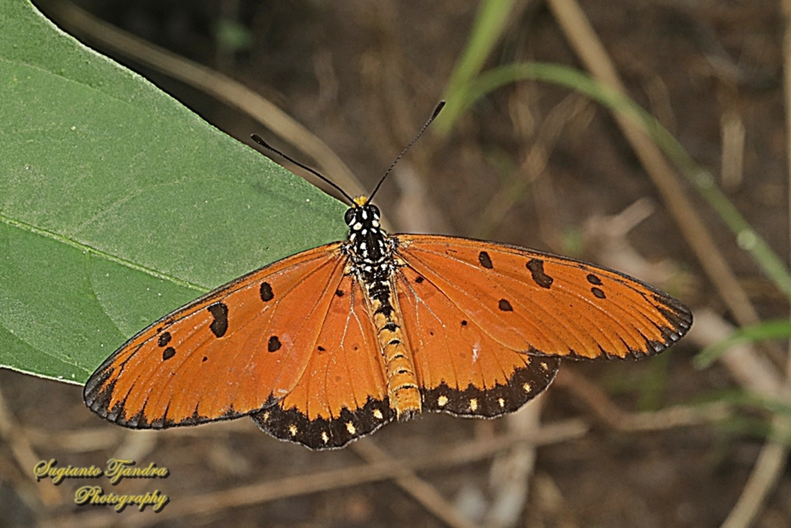 Tawny Coster butterfly, Acraea tepsicore  Acraea terpsicore,Fall,Geotagged,Indonesia,Tawny coster