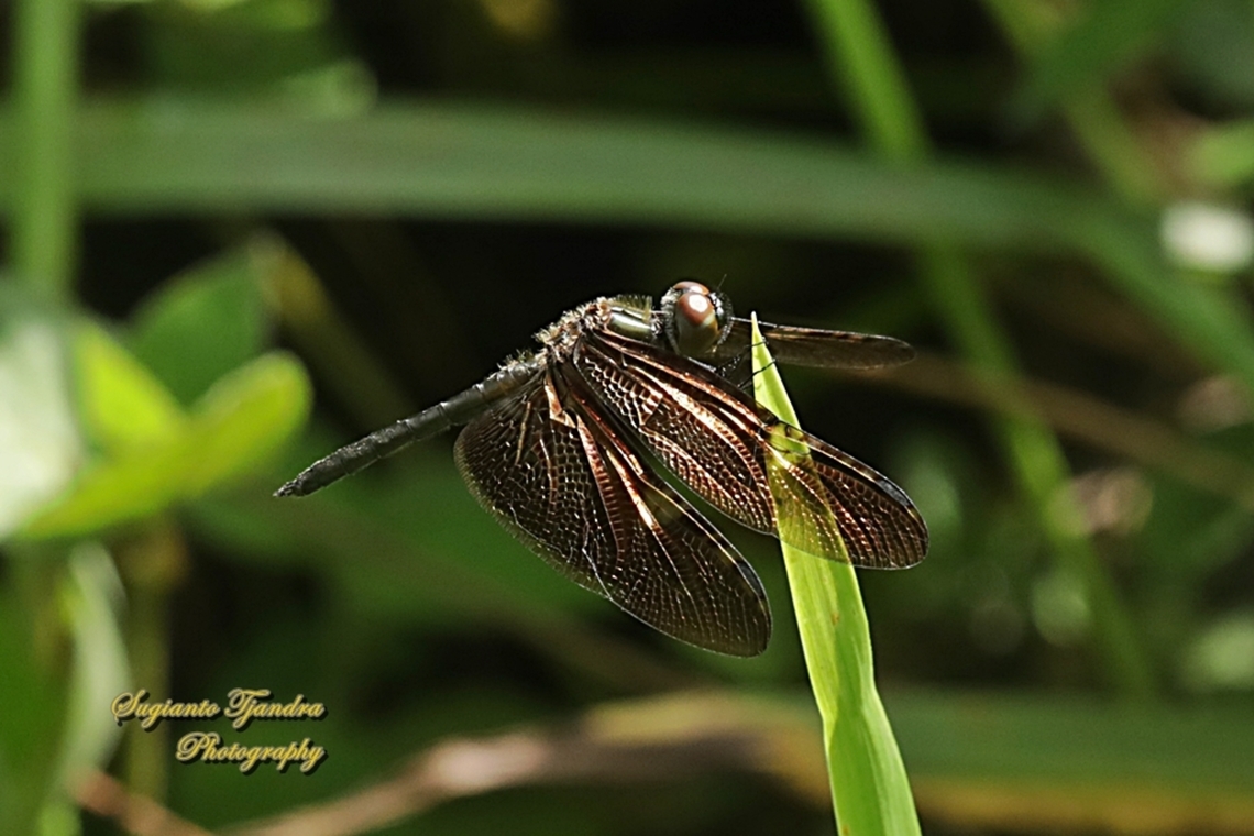 Capung Kipas Sayap Perunggu, Bronze flutterer, Rhyothemis obsolescens  Bronze Flutterer,Fall,Geotagged,Indonesia,Rhyothemis obsolescens