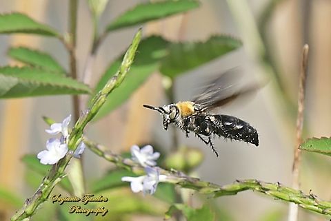 Scoliide Wasp, Campsomeriella collaris, family Scoliidae  Campsomeriella collaris,Fall,Geotagged,Indonesia